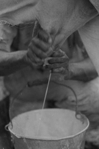 Man's hands milking cattle, San Basilio de Palenque, 1976