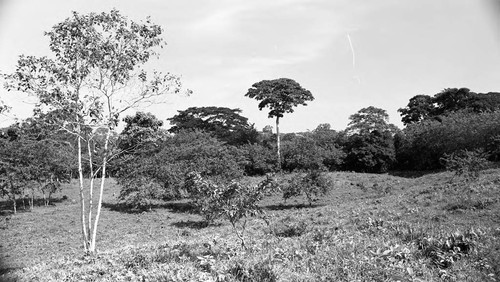 Landscape with trees, San Basilio de Palenque, 1976