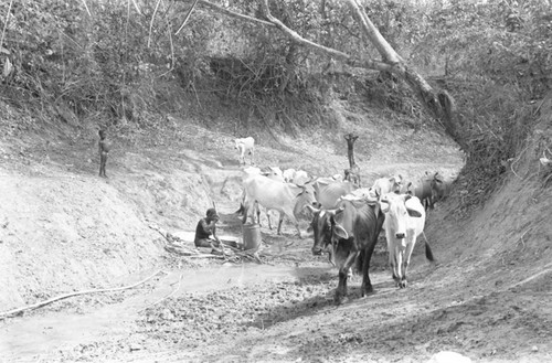 Cattle passing, San Basilio de Palenque, Colombia, 1977