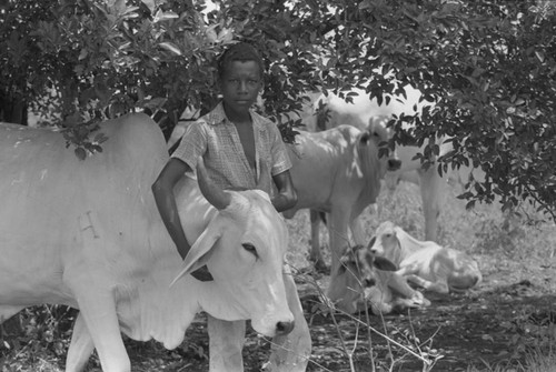 Boy standing next to a cow, San Basilio de Palenque, 1976