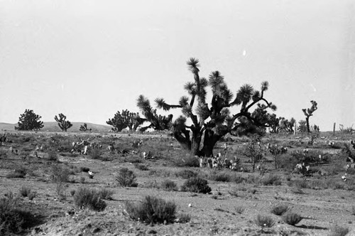 Views from train of desert, Zacatecas, 1983