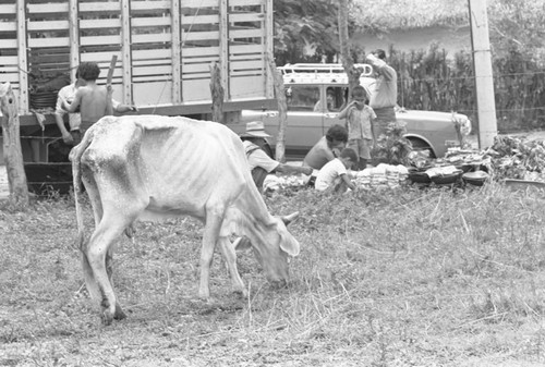 A grazing cow, La Chamba, Colombia, 1975