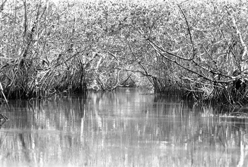 Inside a mangrove forest, Isla de Salamanca, Colombia, 1977