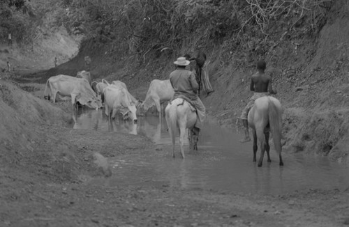 Man and boy watering cattle, San Basilio de Palenque, 1977