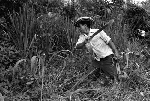 Man cutting plants, La Chamba, Colombia, 1975