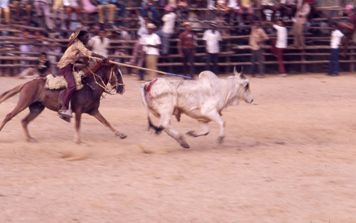 Picador pointing his lance at bull, San Basilio de Palenque, 1976