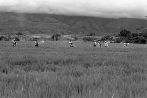 Sowing the field, La Chamba, Colombia, 1975