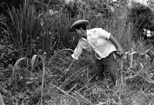 Man cutting plants, La Chamba, Colombia, 1975