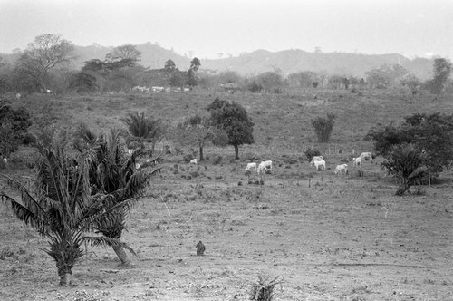 A group of cows grazing in a field, San Basilio de Palenque, 1977