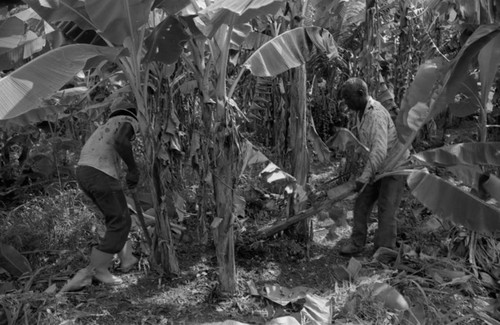 Fermín Herrera working with machete, San Basilio de Palenque, 1976