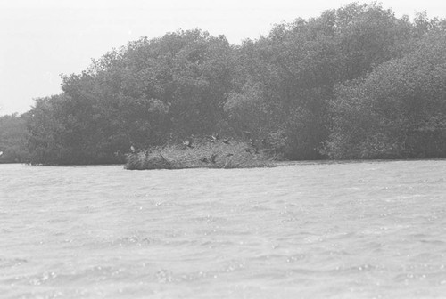 View of a mangrove forest, Isla de Salamanca, Colombia, 1977