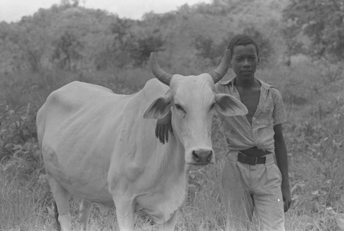 Boy standing next to a cow, San Basilio de Palenque, 1976