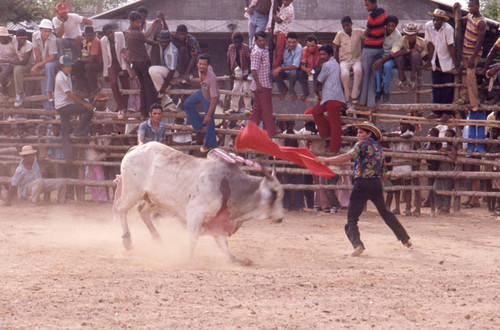 Bullfighter waving cape at bull, San Basilio de Palenque, 1976