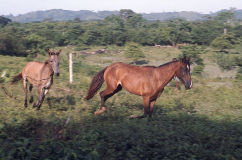 Mules galloping in a field, San Basilio de Palenque, 1976