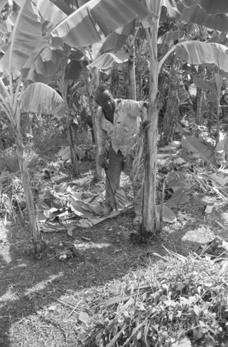 Fermín Herrera working with machete, San Basilio de Palenque, 1976