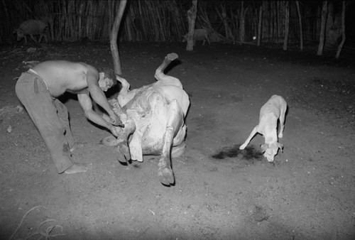 Man butchering a cow, San Basilio de Palenque, 1976