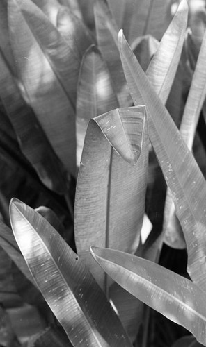 Leaves of a plant, San Basilio de Palenque, 1976