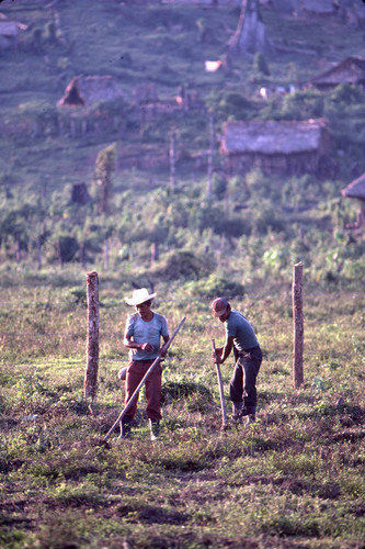 Guatemalan refugees work in a field, Ixcán, 1983-01