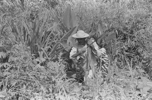 Man harvesting bananas, San Basilio de Palenque, 1976