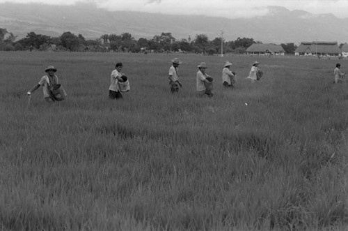 Sowing the field, La Chamba, Colombia, 1975