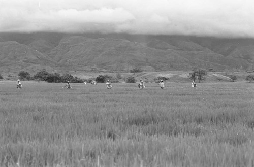 Sowing the field, La Chamba, Colombia, 1975