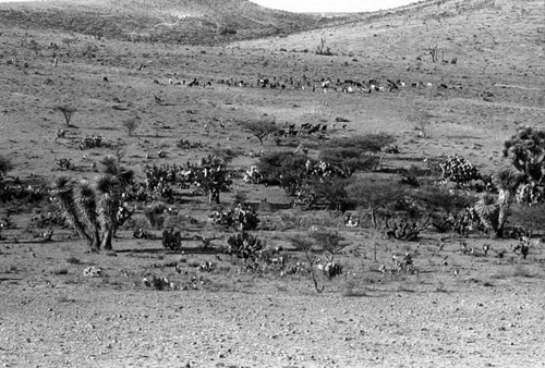 Views from train of cattle grazing, Zacatecas, 1983