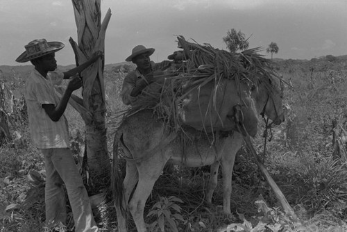 Men loading a donkey, San Basilio de Palenque, 1976