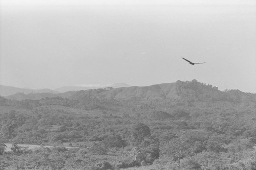 Bird flying over landscape, San Basilio de Palenque, 1976
