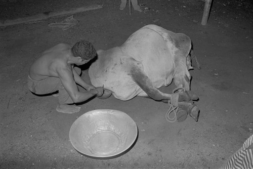 Man slaughtering a cow, San Basilio de Palenque, 1976