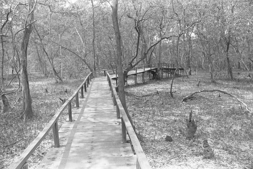 A bridge through a forest, Isla de Salamanca, Colombia, 1977