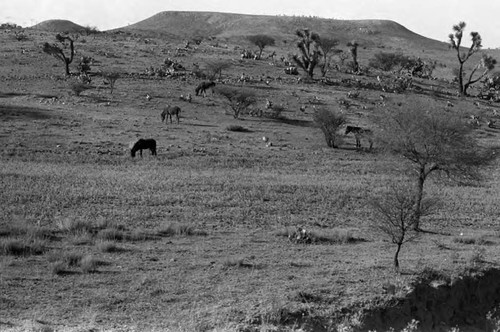 Views from train of semi-arid terrain and horses, Zacatecas, 1983