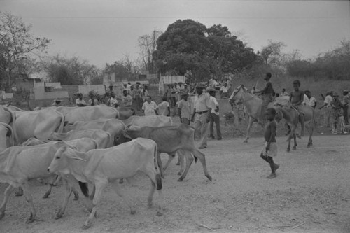 Boys guiding cattle, San Basilio de Palenque, Colombia, 1977