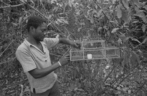 Young man preparing an animal trap, San Basilio de Palenque, 1977