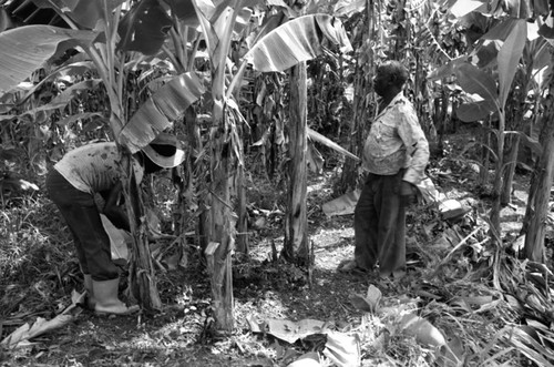 Fermín Herrera working with machete, San Basilio de Palenque, 1976