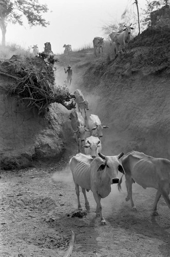 Boy herding cattle down a dirt hill, San Basilio de Palenque, 1977