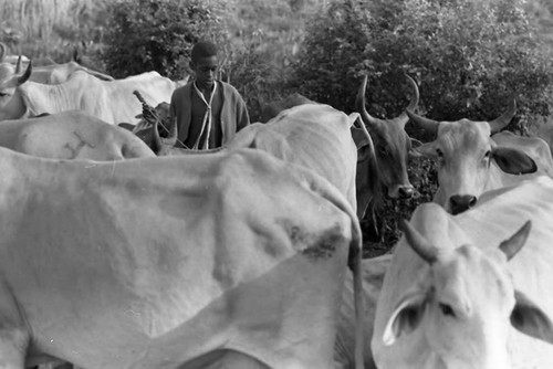 Boy stands in the middle of a cattle herd, San Basilio de Palenque, 1975