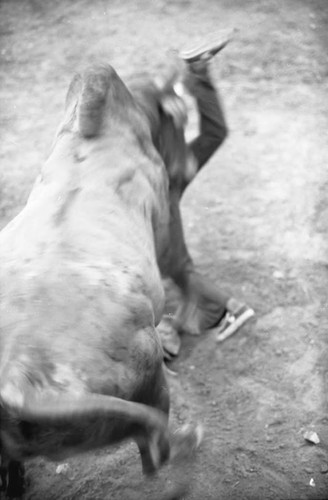 Bullfighter on headstand in front of a bull, San Basilio de Palenque, 1975