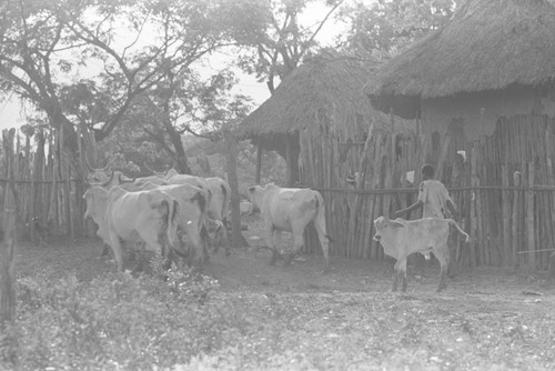 Cattle herd walks through town, San Basilio de Palenque, 1976