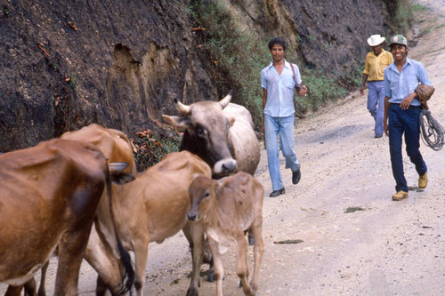 Men and cattle, Honduras, 1983