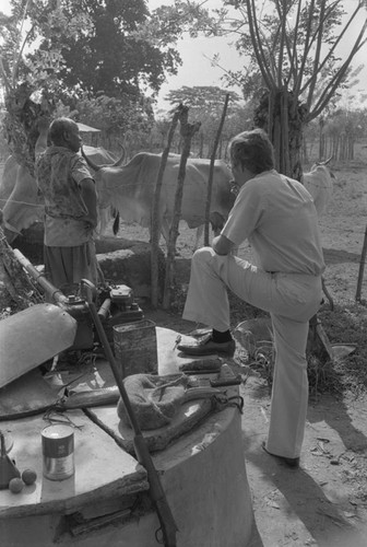 Fermín Herrera leader standing next to cattle herd, San Basilio del Palenque, ca. 1978