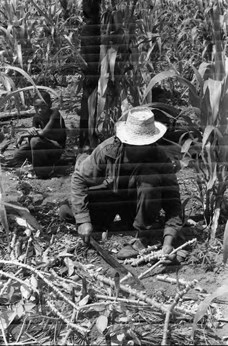 Man working in a cornfield, San Basilio de Palenque, 1975