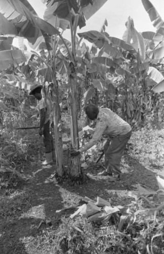 Fermín Herrera working with machete, San Basilio de Palenque, 1976