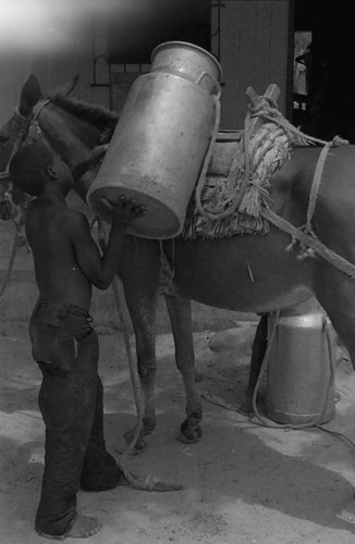 Boy loads a container of milk on a mule, San Basilio de Palenque, 1975