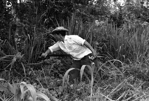 Man cutting plants, La Chamba, Colombia, 1975