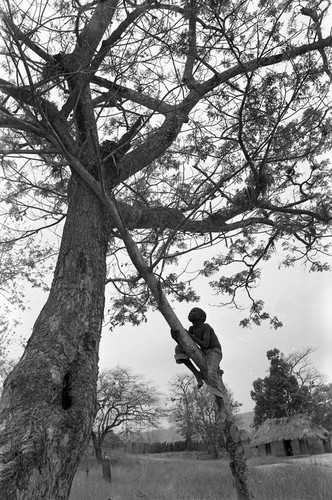 Boy climbing a tree, San Basilio de Palenque, 1977