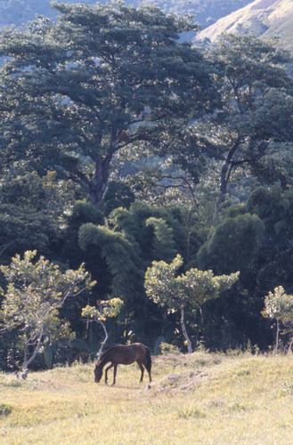 A horse grazing, Tierradentro, Colombia, 1975