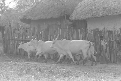 Cattle herd walks through town, San Basilio de Palenque, 1976