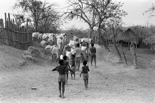 Boys herding cattle, San Basilio de Palenque, 1977