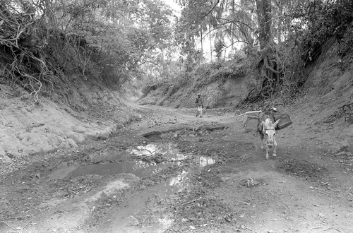 Man and a mule walking in an arroyo, San Basilio de Palenque, 1977