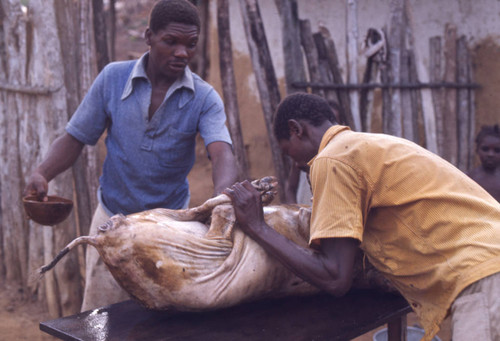 Men cleaning a pig, San Basilio de Palenque, 1976